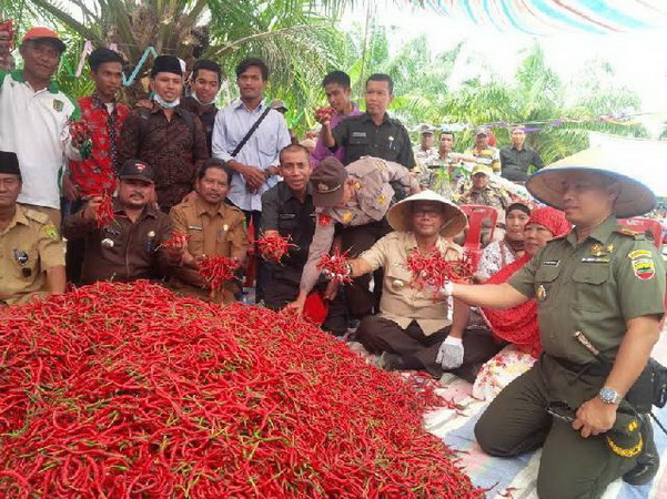 Panen Cabe 40 Ha, Bupati Suyatno Apresiasi Petani